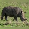 common_rhino